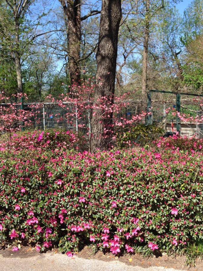 Dogwood Springs Lodgings Mineola 외부 사진