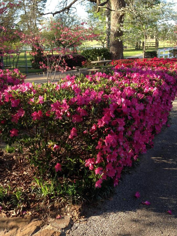 Dogwood Springs Lodgings Mineola 외부 사진